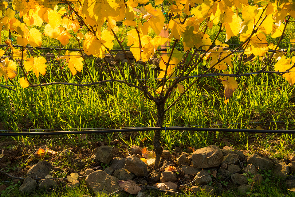 Le Cadeau Vineyard Pinot Noir